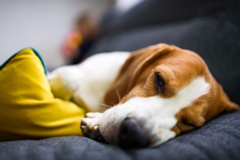 Traumatisierter Hund: Symptome, Ursachen & Therapie (Teil 1) - Seevetal | Hundepsychologin Traumatisierter Hund: Symptome, Ursachen & Therapie (Teil 1) – Seevetal
