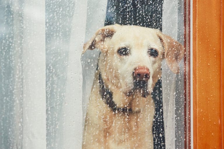 Trennungsangst beim Hund: Ursachen erkennen und Alleinbleiben trainieren | Hundepsychologin Trennungsangst beim Hund: Ursachen erkennen und Alleinbleiben trainieren