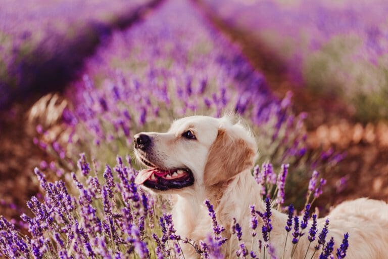 Aromatherapie für Hunde – ätherische Öle, Anwendung & Wirkung | Hundepsychologin Aromatherapie für Hunde – ätherische Öle, Anwendung & Wirkung