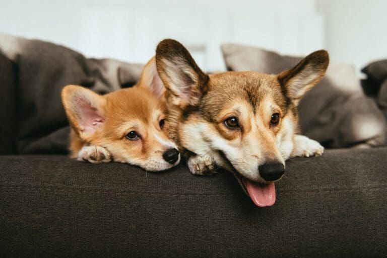 Ab wann sollte man einen Hund kastrieren? Der richtige Zeitpunkt | Hundepsychologin Ab wann sollte man einen Hund kastrieren? Der richtige Zeitpunkt