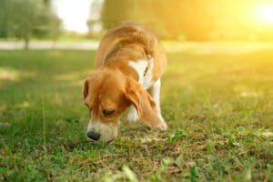 Hunting dog beagle sniffs the grass in the park in summer at sunset.