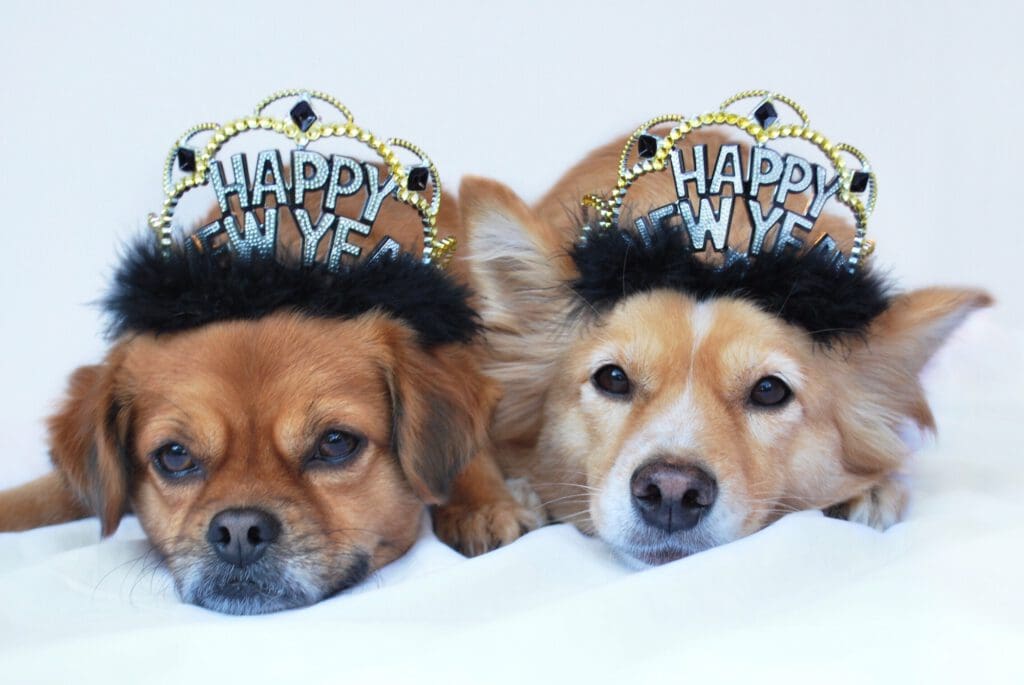Cute dogs on new year's eve