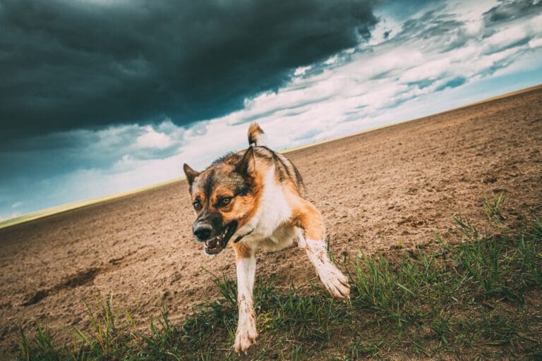 Hund schläft zu wenig: Ursachen, Folgen & 6 Tipps - Seevetal | Hundepsychologin Hund schläft zu wenig: Ursachen, Folgen & 6 Tipps – Seevetal