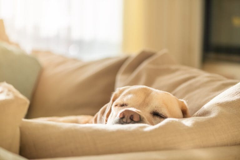 Angstlösende Hydrolate für Hunde – Seevetal