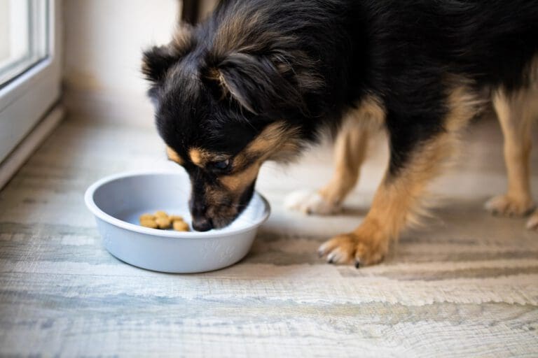 Hund verteidigt Futter: Was tun bei Futteraggression? | Hundepsychologin Hund verteidigt Futter: Was tun bei Futteraggression?