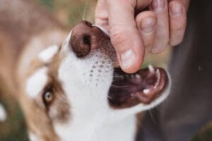 dog