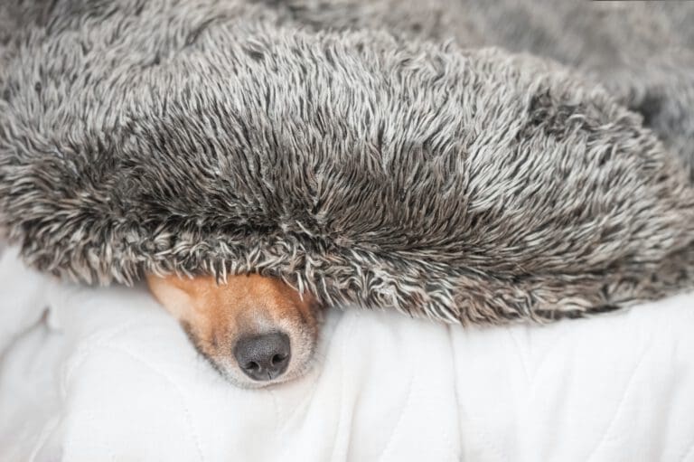Weihrauch für Hunde – Seevetal