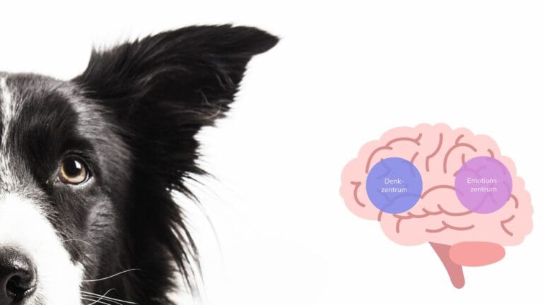 Klickertraining für anspruchsvolle Situationen – Seevetal | Hundepsychologin Klickertraining für anspruchsvolle Situationen – Seevetal