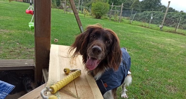 Seelenhund: Was ich durch Nala lernen durfte - Seevetal | Hundepsychologin Seelenhund: Was ich durch Nala lernen durfte – Seevetal