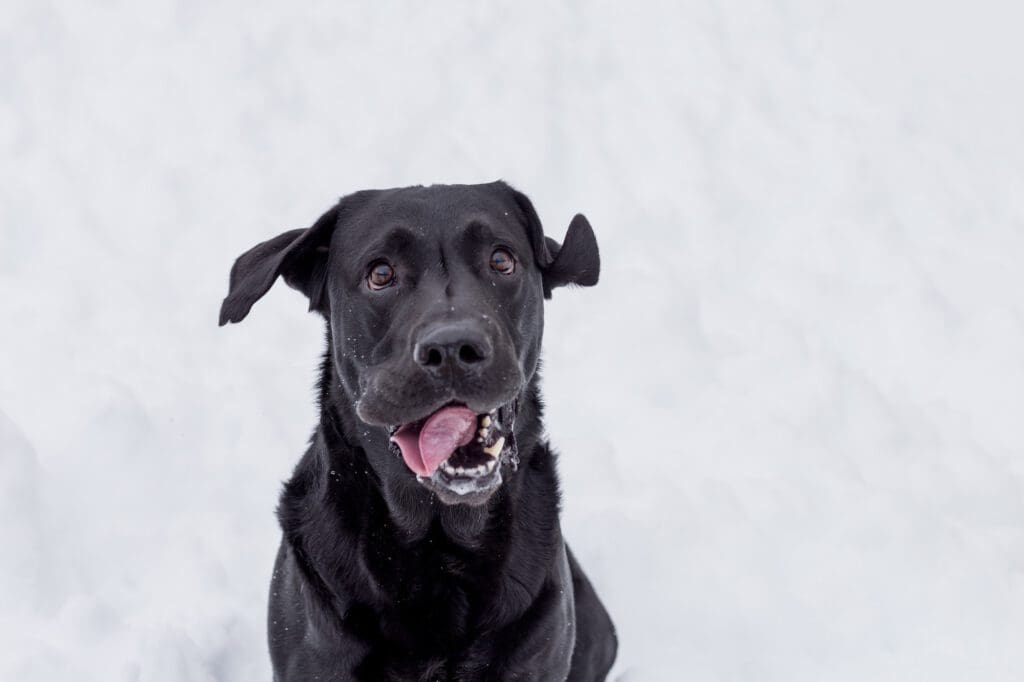 happy labrador dog having fun in snowy mountain