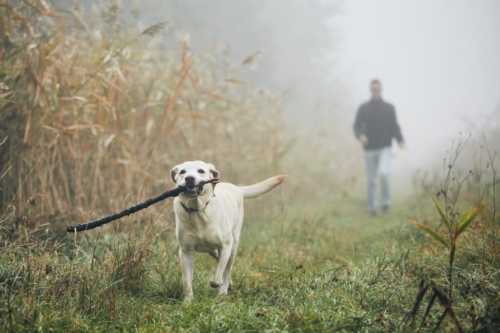 Man walking with dog in autumn fog.