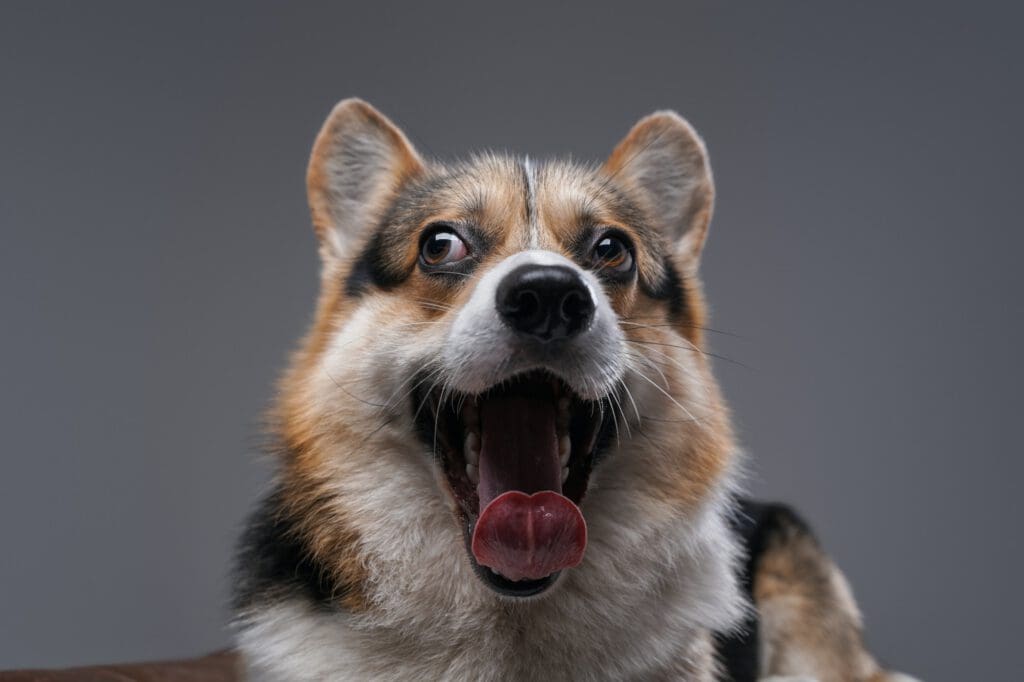 Headshot of carefree crazy dog panting against gray background