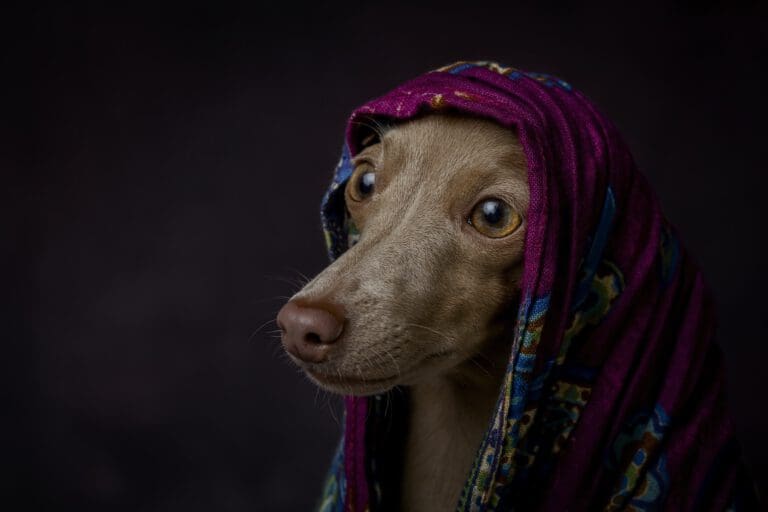 Hundeverhaltenstherapie in Seevetal & Hamburg – Ursachen verstehen & auflösen | Hundepsychologin Hundeverhaltenstherapie in Seevetal & Hamburg – Ursachen verstehen & auflösen