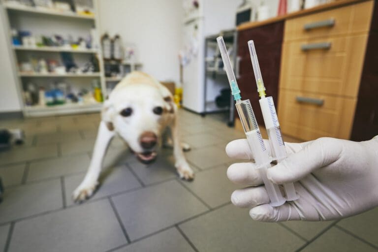 Hund beim Tierarzt: So kannst du ihn beruhigen – Seevetal | Hundepsychologin Hund beim Tierarzt: So kannst du ihn beruhigen – Seevetal