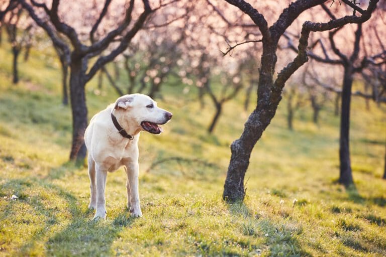 Gestresster Hund: Lernen ist nicht möglich - Seevetal | Hundepsychologin Gestresster Hund: Lernen ist nicht möglich – Seevetal