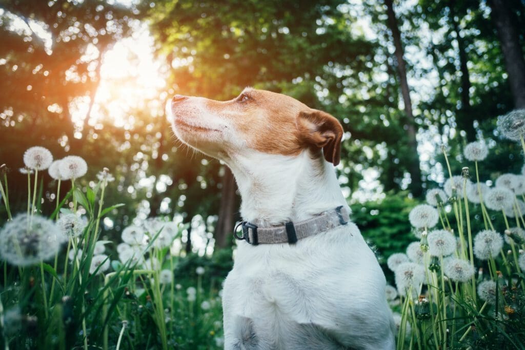 Jack russel terrier on dandelions meadow