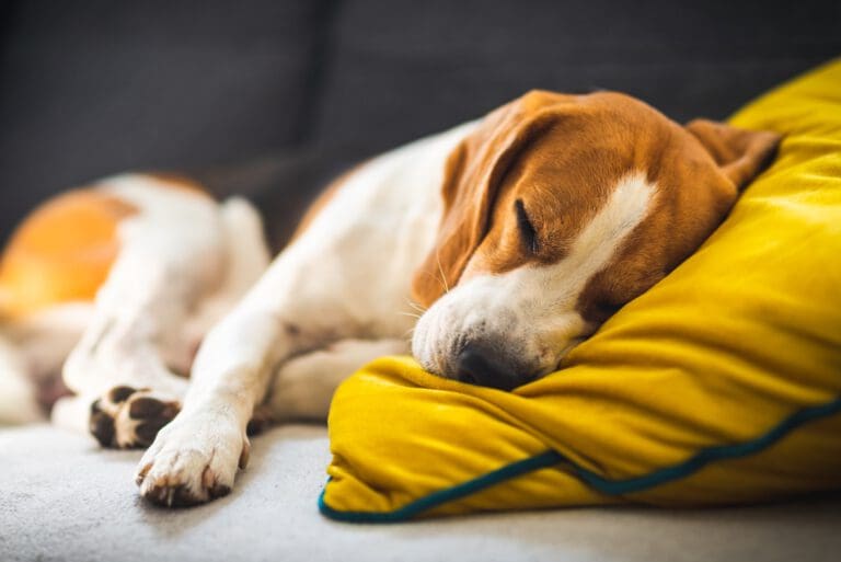 Hund unruhig: Diese ätherischen Öle helfen – Seevetal