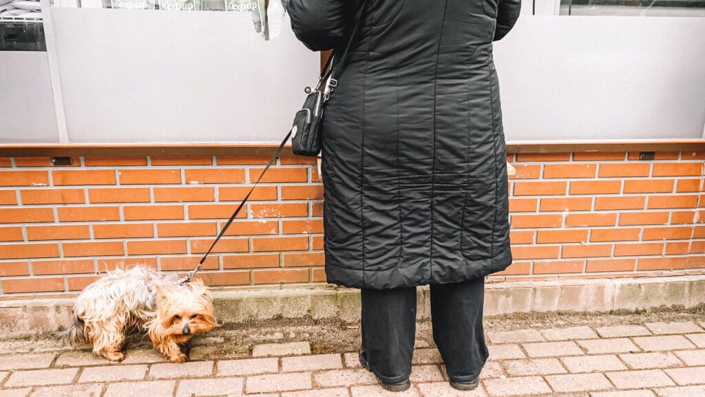 A dog scared on a leash is waiting for its owner