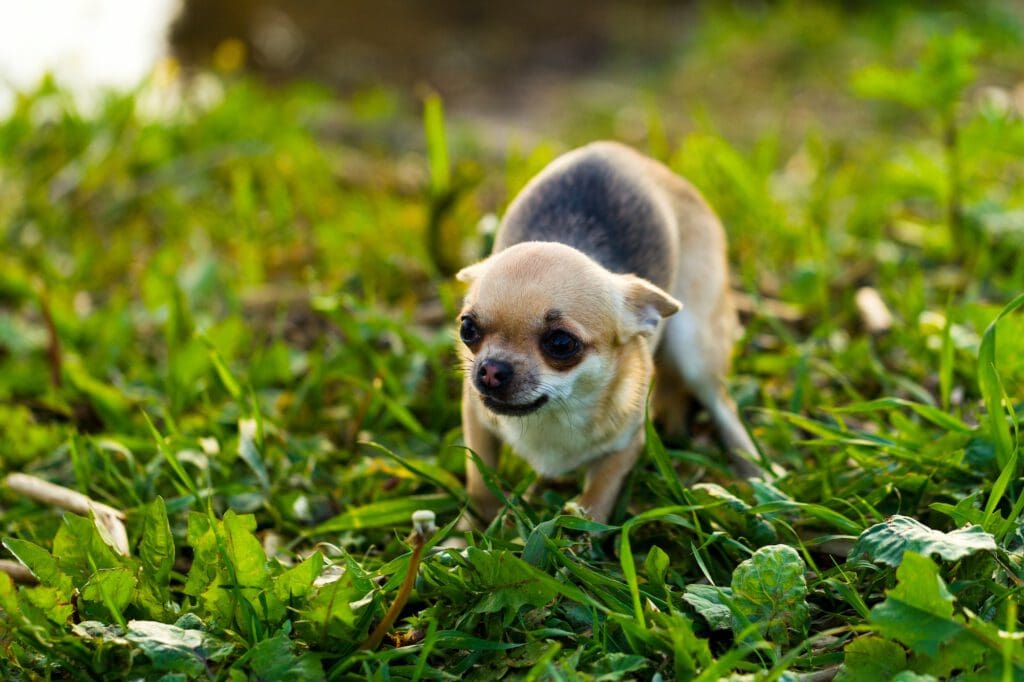 Little scared chihuahua dog