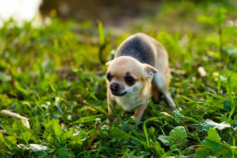 Angsthund: Ursachen und Therapie - Seevetal | Hundepsychologin Angsthund: Ursachen und Therapie – Seevetal