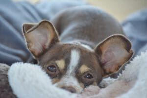 Puppy staring by puppy eyes
