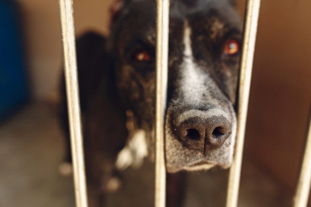 cute pitbul dog in shelter cage with sad crying eyes and pointing nose