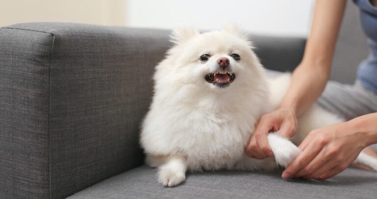 Hund knurrt mich an: Warum macht er das und was kann ich tun? | Hundepsychologin Hund knurrt mich an: Warum macht er das und was kann ich tun?