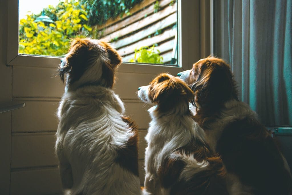 Three loyal dogs waiting at the door until the owner comes back