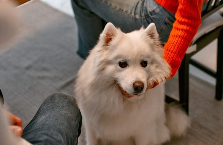 Hund bellt bei jedem Geräusch: Lösung - Seevetal | Hundepsychologin Hund bellt bei jedem Geräusch: Lösung – Seevetal
