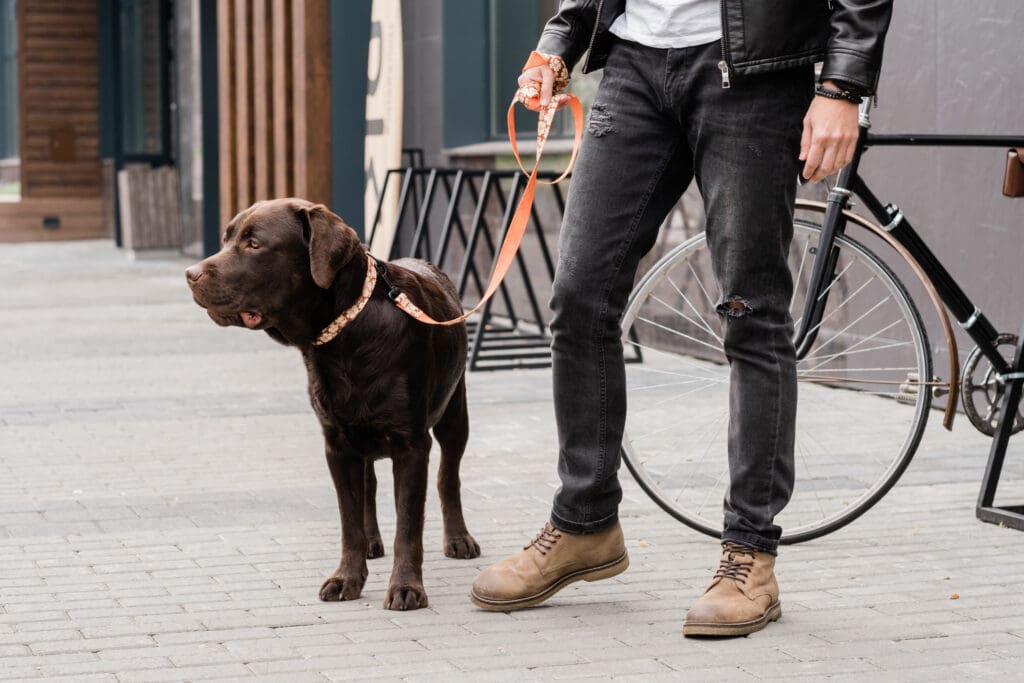 Cute purebred dog on leash and his owner in casualwear standing on trottoire