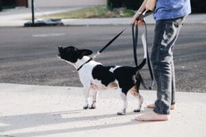 Dog on leash barking, boy with bare feet.