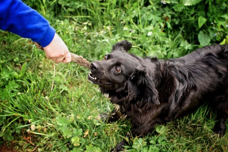 Impulskontrolle Hund: Selbstkontrolle lernen – Seevetal