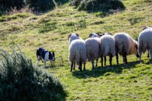 Flock of sheep chased by the dog in the meadows