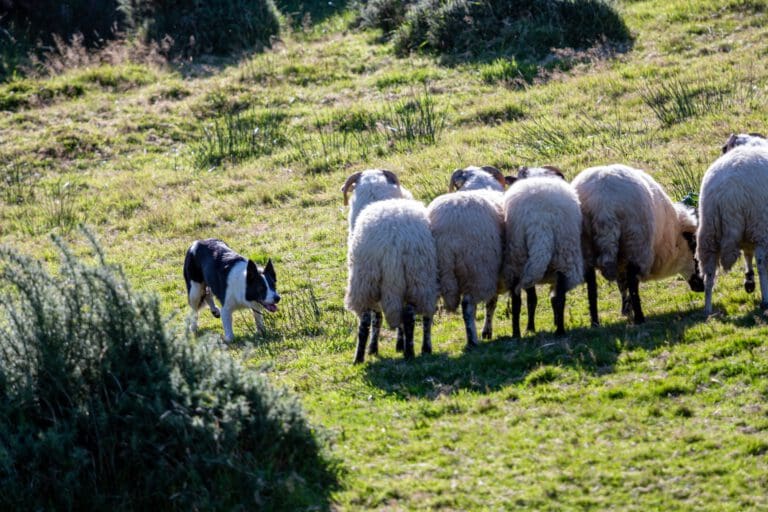 Anti Jagdtraining: So geht es richtig - Seevetal | Hundepsychologin Anti Jagdtraining: So geht es richtig – Seevetal