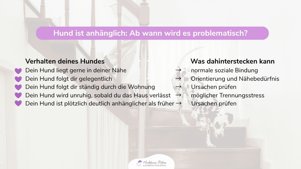Mobile Hundepsychologin | Seevetal, Hamburg und Umgebung