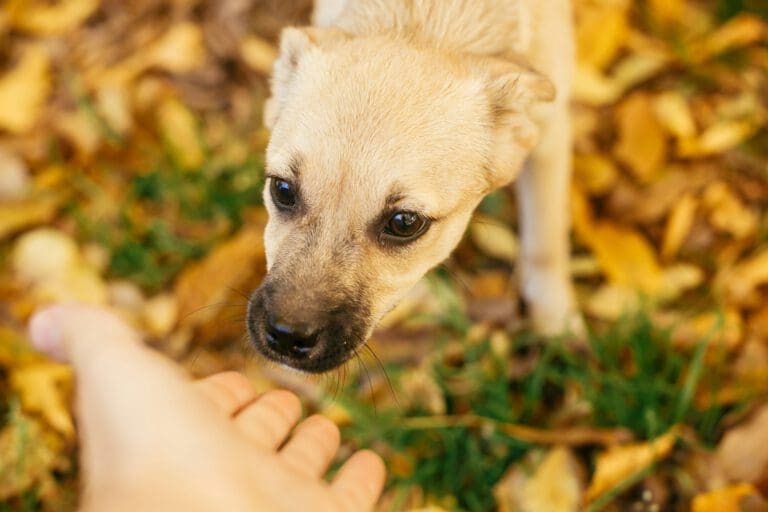 Dein unsicherer Hund: Alltagsübungen - Seevetal | Hundepsychologin Dein unsicherer Hund: Alltagsübungen – Seevetal
