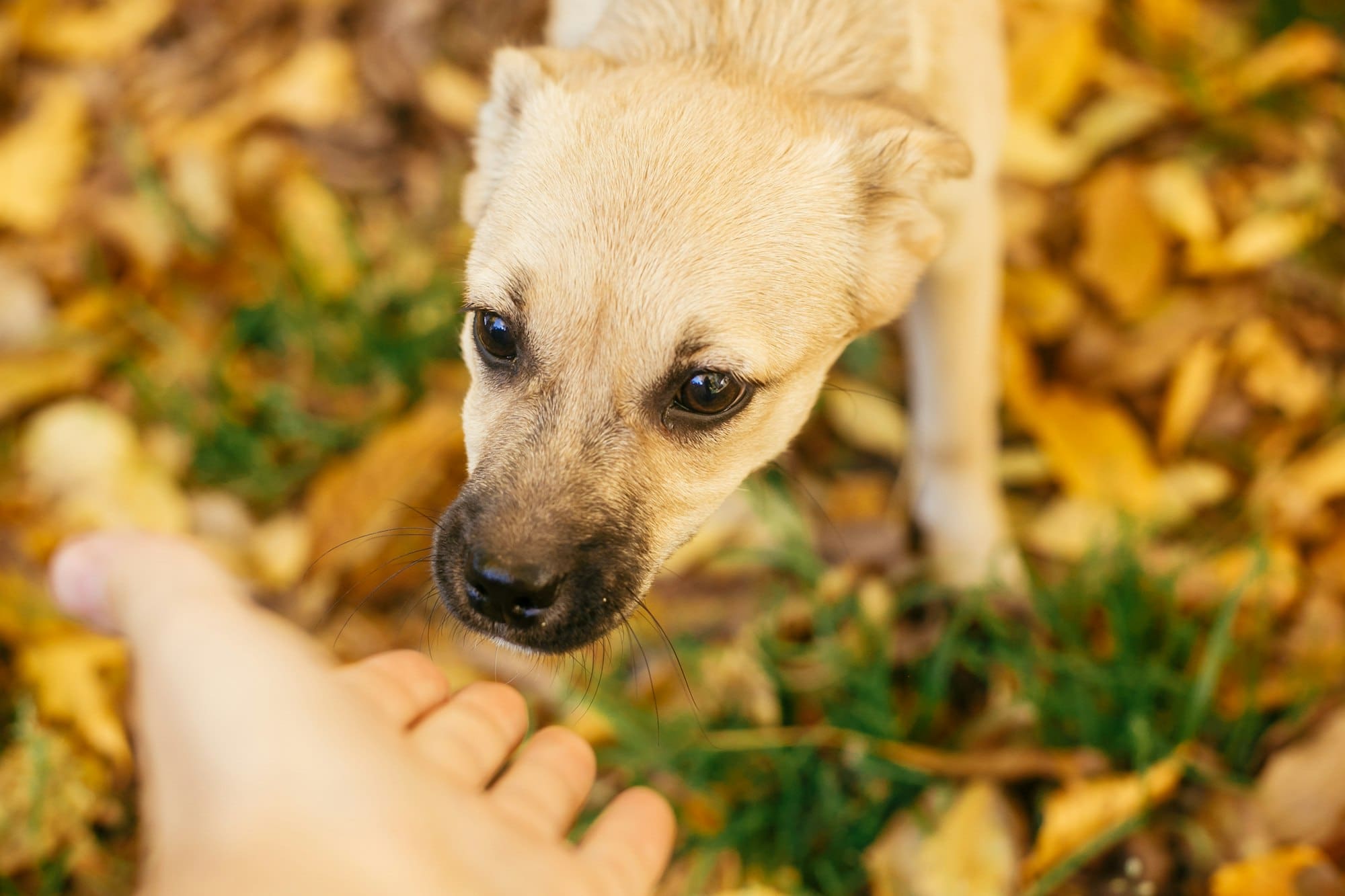Dein unsicherer Hund Alltagsübungen Seevetal Hundepsychologin