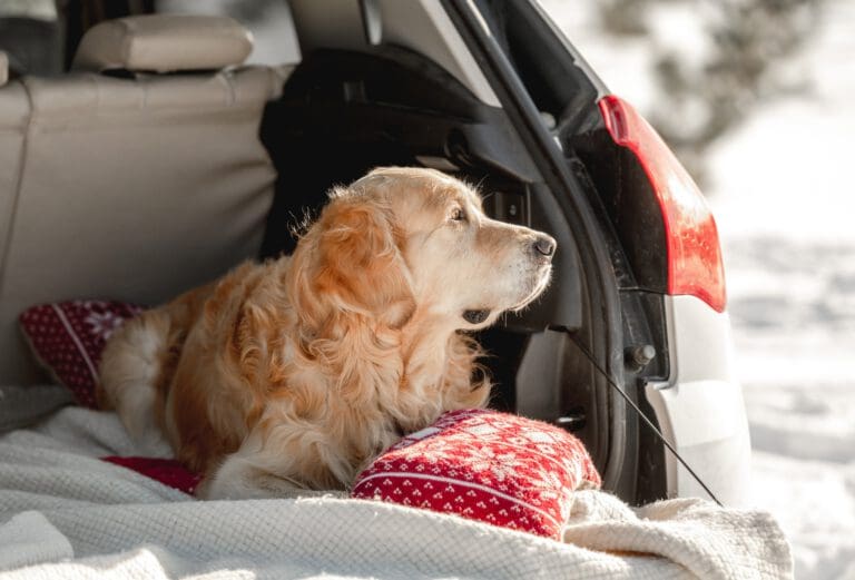 Mein Hund hechelt und zittert beim Autofahren – Seevetal