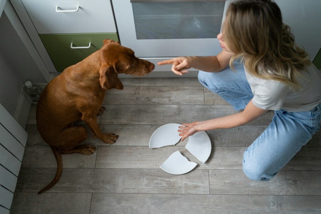 Woman owner scolding and asks who broke the plate, points her hands on the floor, dog is ashamed