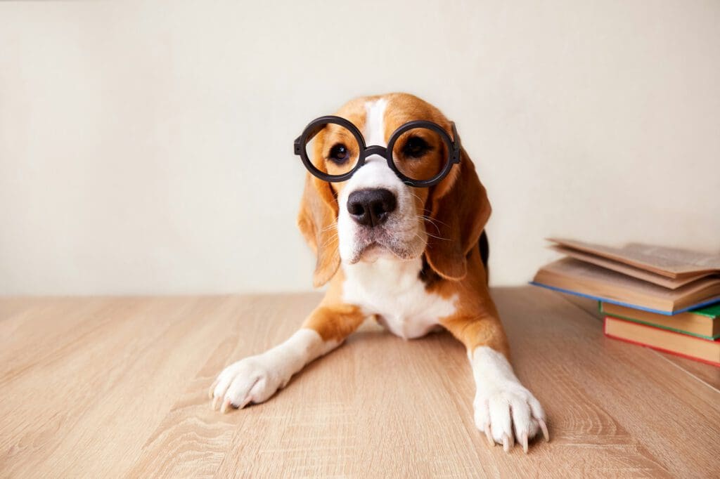 A busy beagle wears large round glasses. The dog is sitting at the desk.