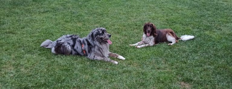 Hunde aneinander gewöhnen, so klappt es – Seevetal | Hundepsychologin Hunde aneinander gewöhnen, so klappt es – Seevetal