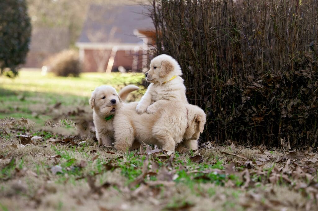 Adorable Golden Retriever puppies playing outdoors under a tree.