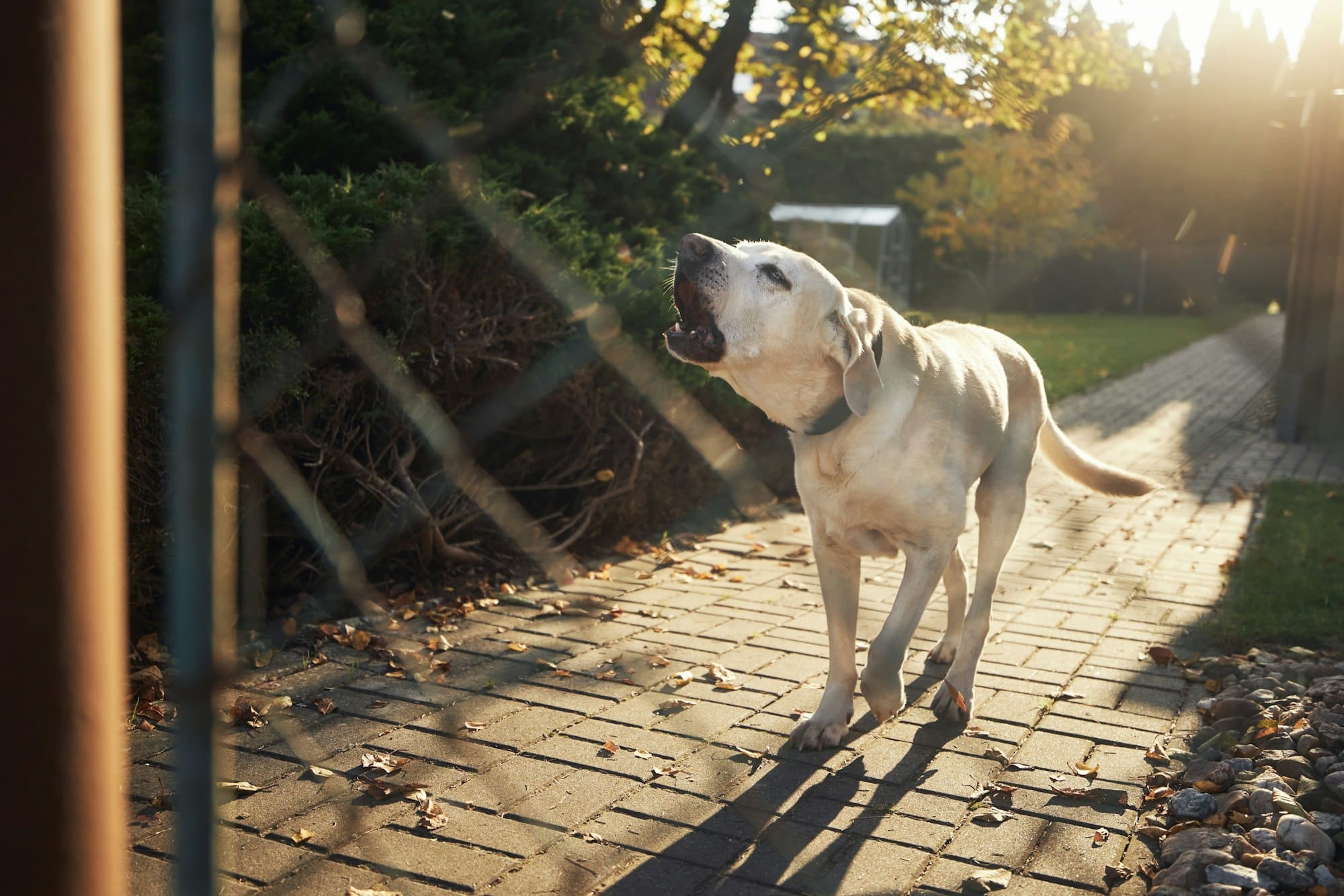 Verwunderlich Hund Bellt Am Zaun Ordnungsamt Fotos