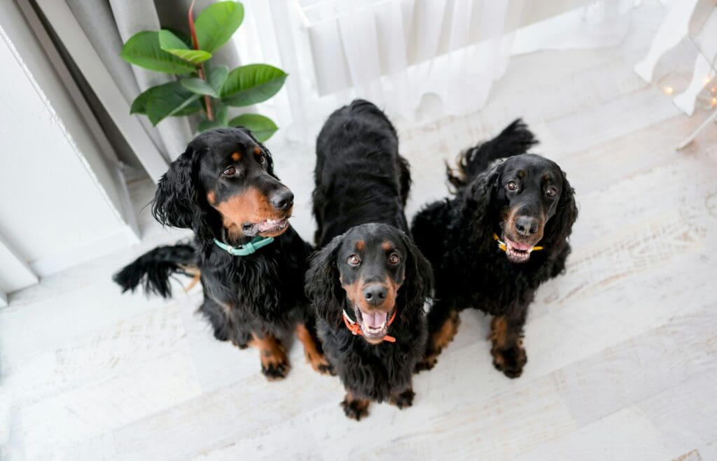 Setter dogs at home