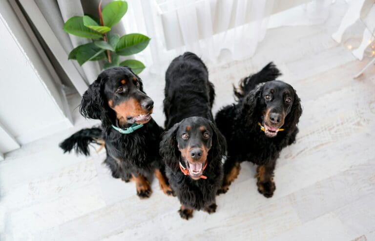 Mehrhundehaltung: 8 Tipps für mehr Entspannung - Seevetal | Hundepsychologin Mehrhundehaltung: 8 Tipps für mehr Entspannung – Seevetal