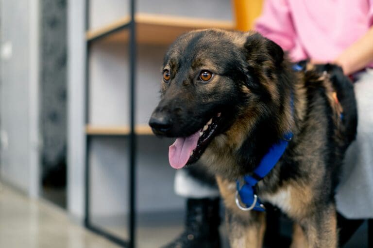 Dem Hund die Angst vor Menschen abtrainieren - Seevetal | Hundepsychologin Dem Hund die Angst vor Menschen abtrainieren – Seevetal