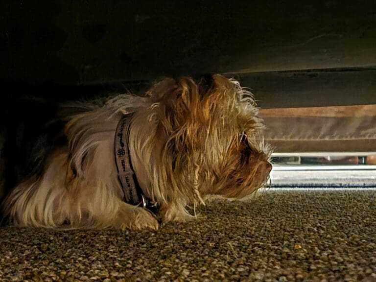 Hund hat Angst vor Fliegen: Eure Lösung - Seevetal | Hundepsychologin Hund hat Angst vor Fliegen: Eure Lösung – Seevetal