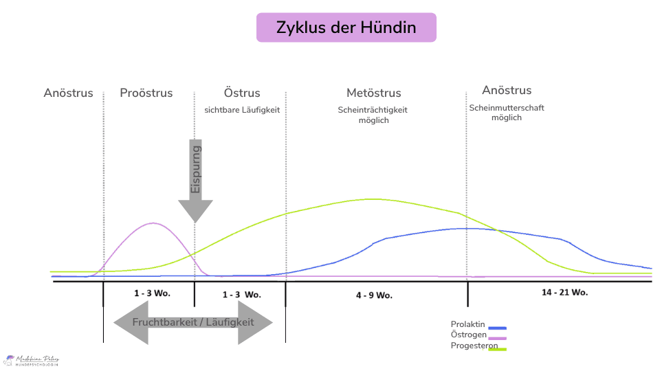 Mobile Hundepsychologin | Seevetal, Hamburg und Umgebung