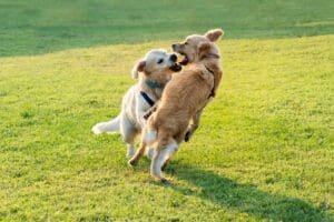 Two happy Golden Retriever dogs playing