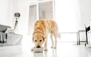 Golden retriever dog eating food